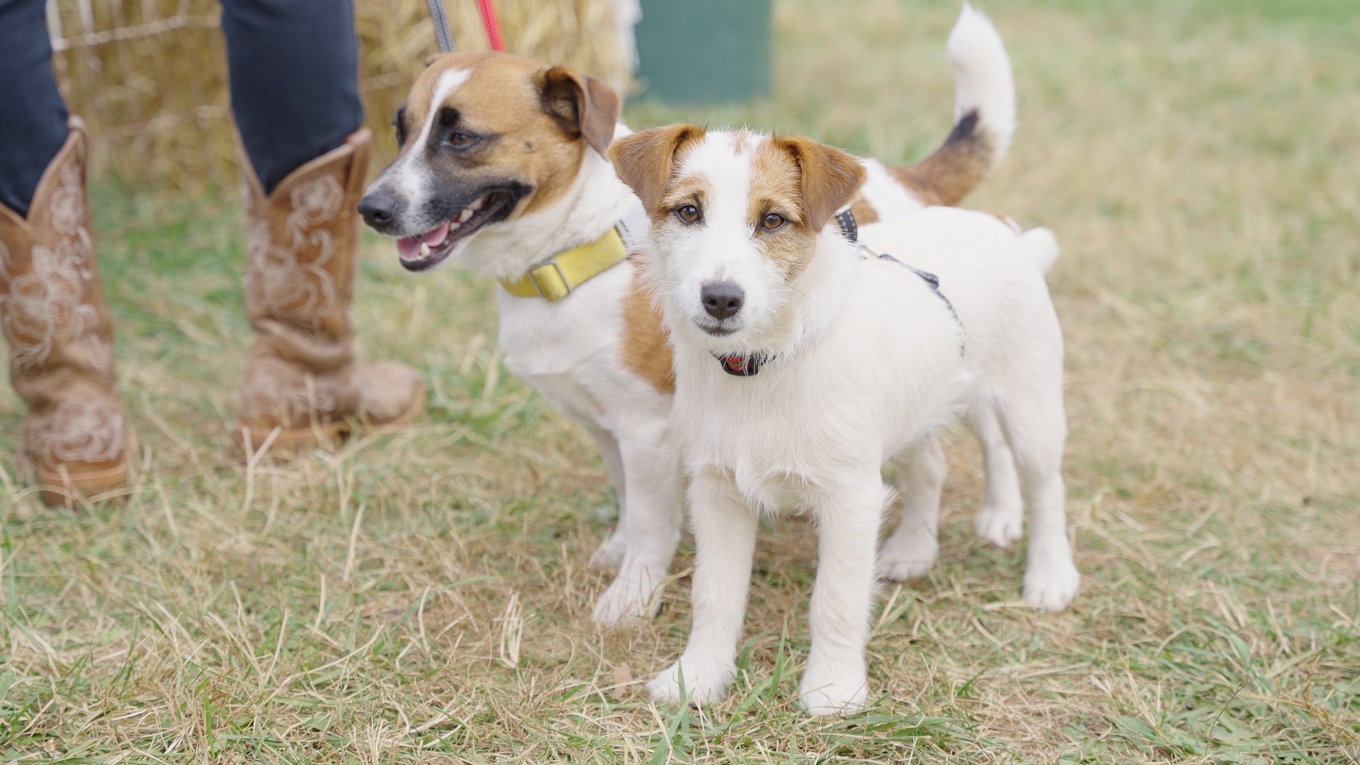 Jack Russell Terrier Races: A Not to be Missed Steeplechase Tradition